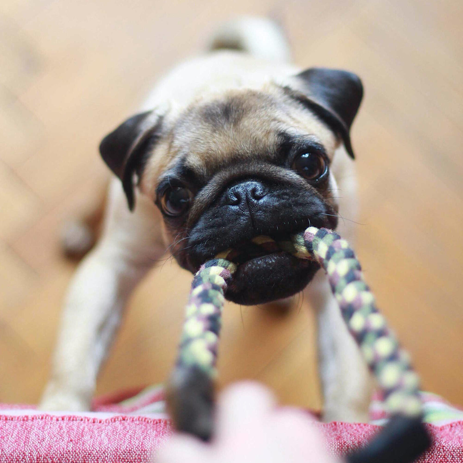 A Pug dog playing tug-of-war with a person via a colorfully braided rope toy.