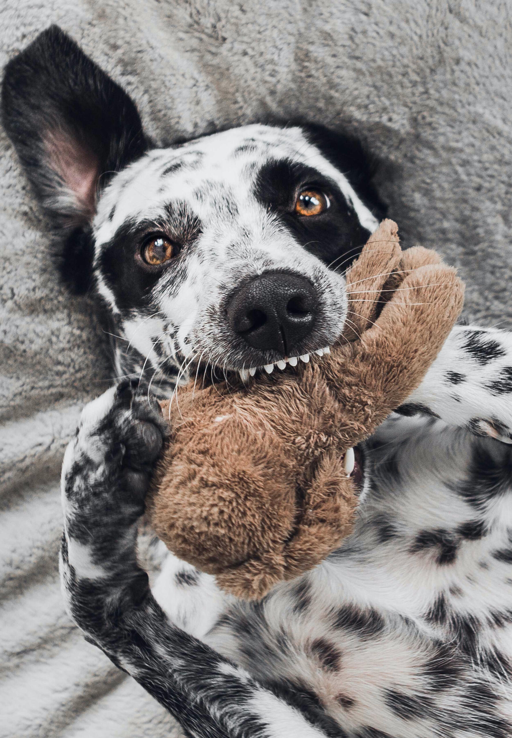 A black and white spotted dog playing with a brown stuffed animal chew toy.