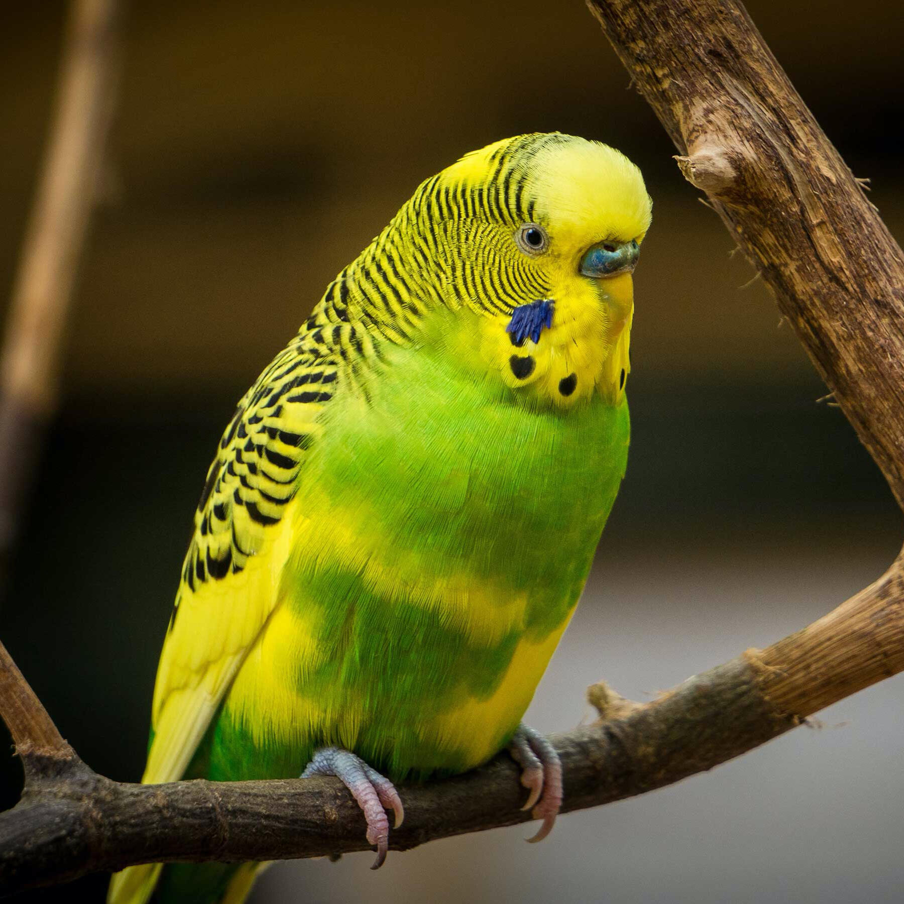 A yellow and green parakeet sitting on a branch.